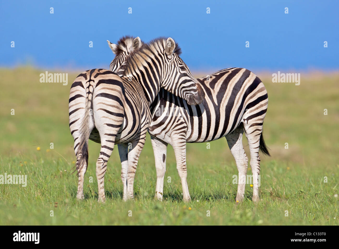 Two Plains zebra (Equus quagga) on coastal plains, Mkambathi Game Reserve, Transkei Coast, Eastern Cape Province, South Africa Stock Photo - Alamy Two Plains zebra (Equus quagga) on coastal plains, Mkambathi Game Reserve, Transkei Coast, Eastern Cape Province, South Africa Stock Photo - Alamy