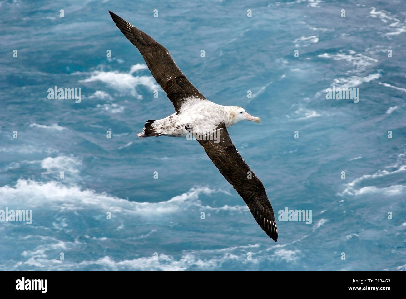 The Albatross High Resolution Stock Photography and Images - Alamy