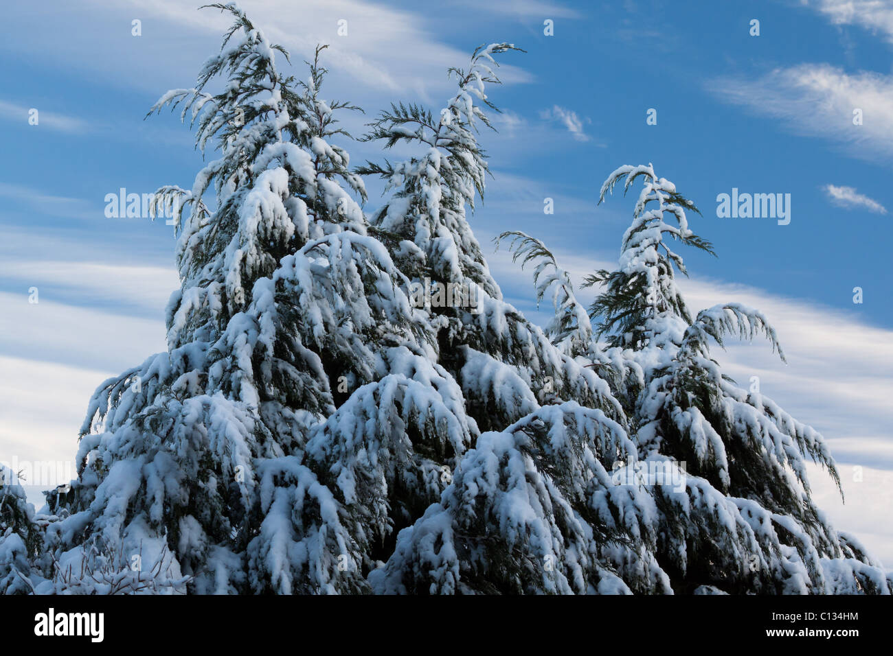 Trees covered in snow with a bright blue sky behind Stock Photo - Alamy