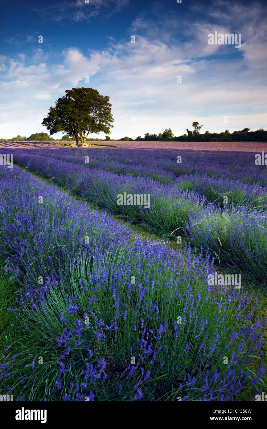 Lavender Farm, Surrey Stock Photo