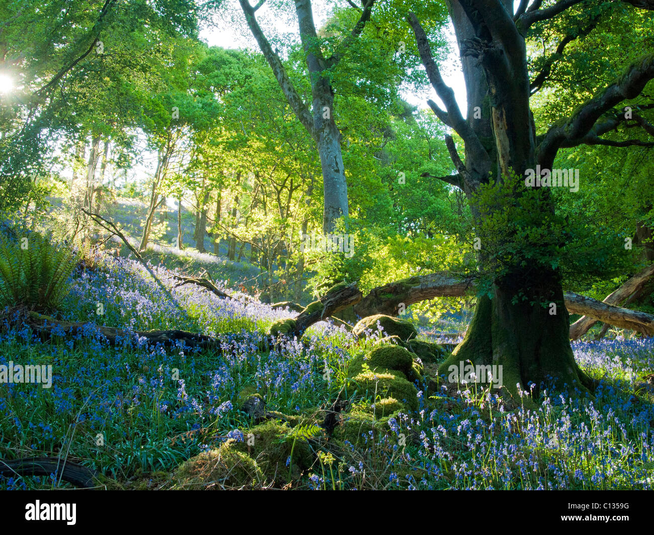 Castramon Nature Reserve with mixed woodland with bluebells and oak trees in spring Stock Photo