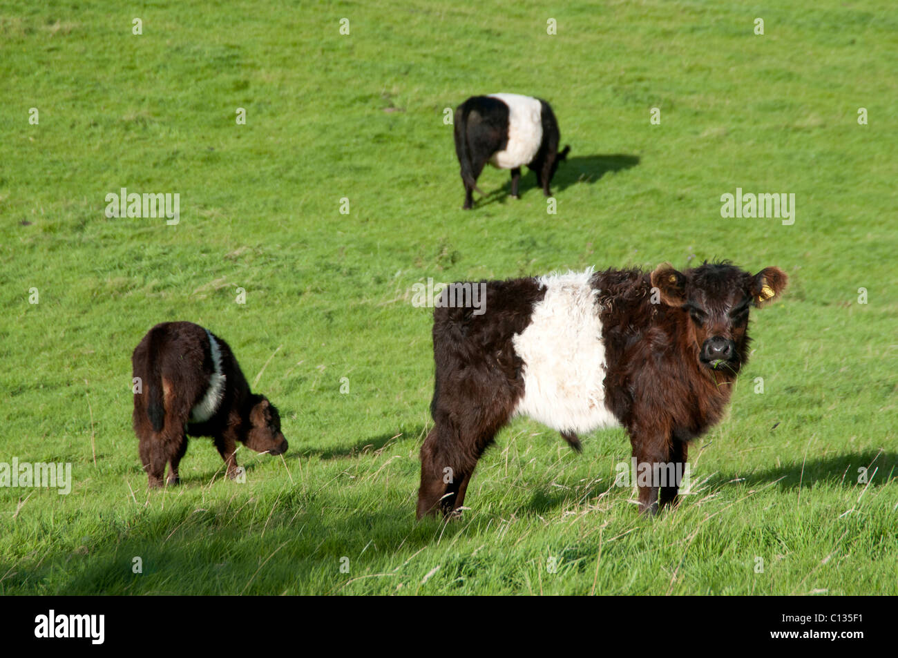 Belted Galloway Cattle grazing by River Urr, Galloway Stock Photo