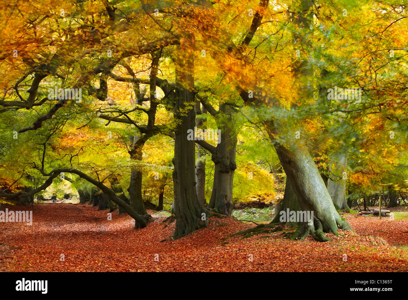 Breezy Autumnal Woodland at Berkhamsted Common Stock Photo