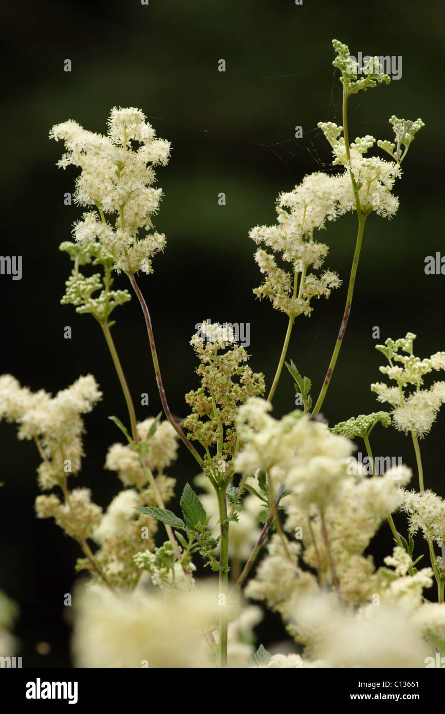 meadowsweet-filipendula-ulmaria-summer-yorkshire-uk-stock-photo-alamy