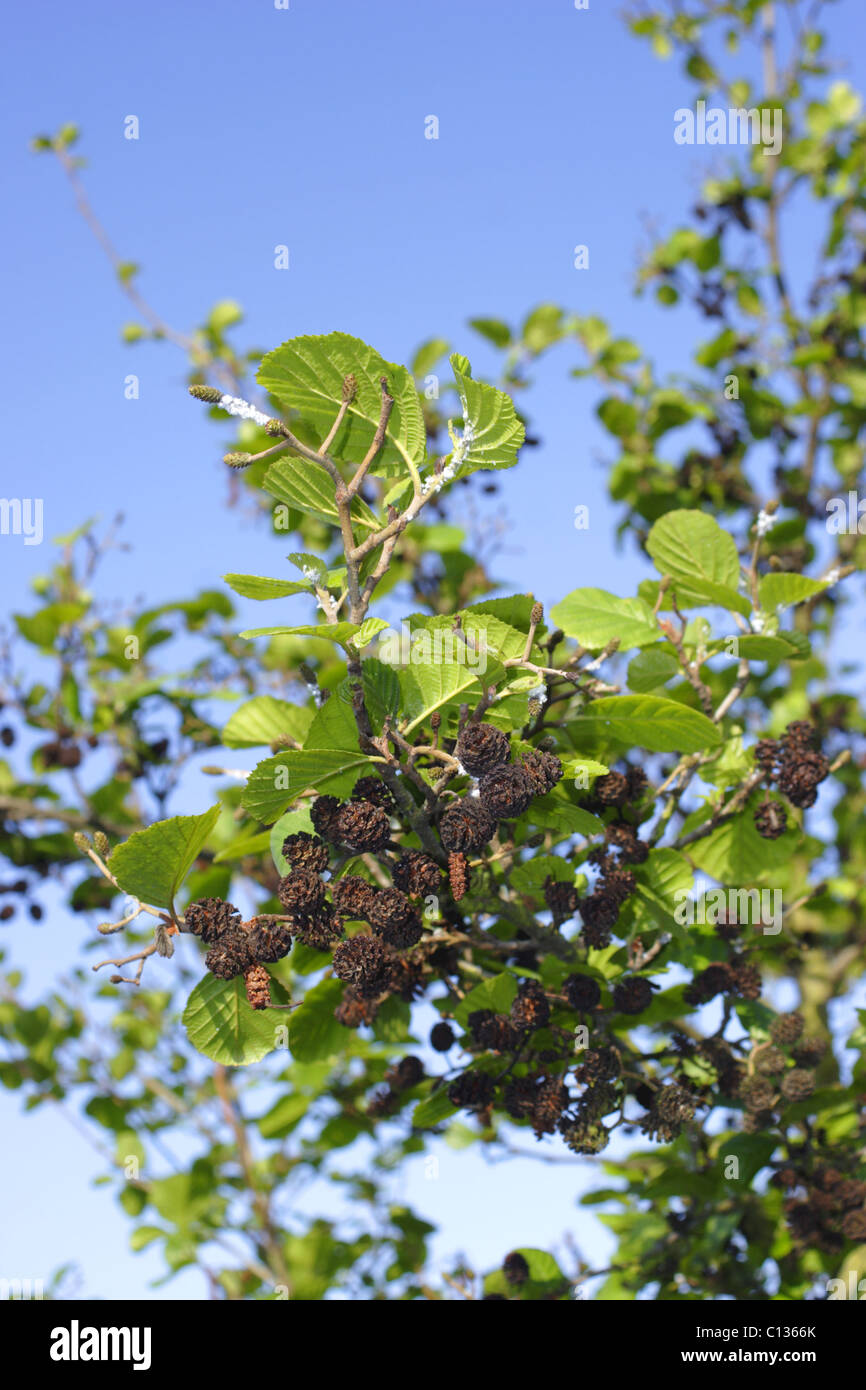 Alder tree (Alnus glutinosa) with fruits forming, summer, Yorkshire, UK Stock Photo