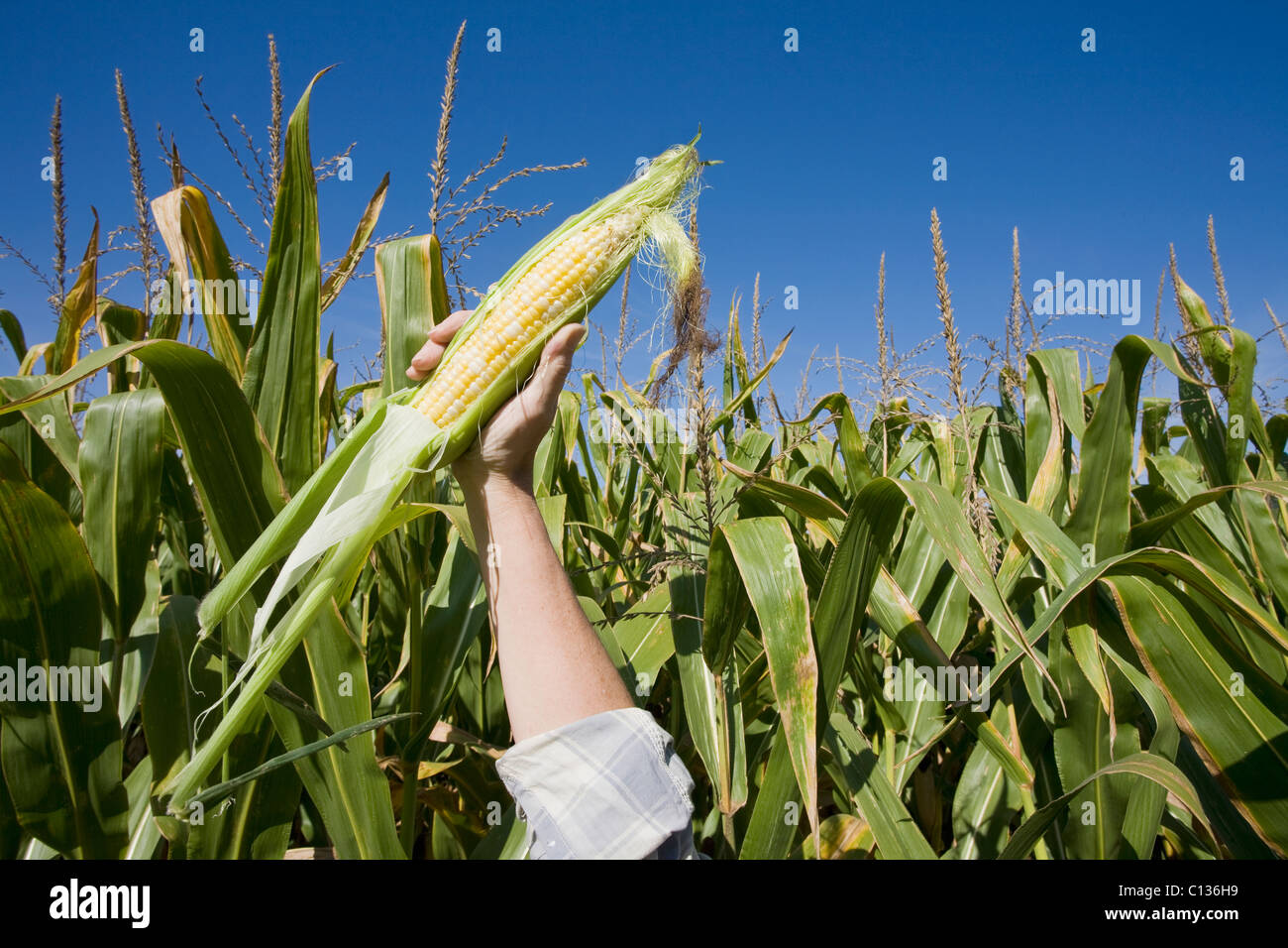 USA, New Jersey, woman's hand holding corn on field Stock Photo
