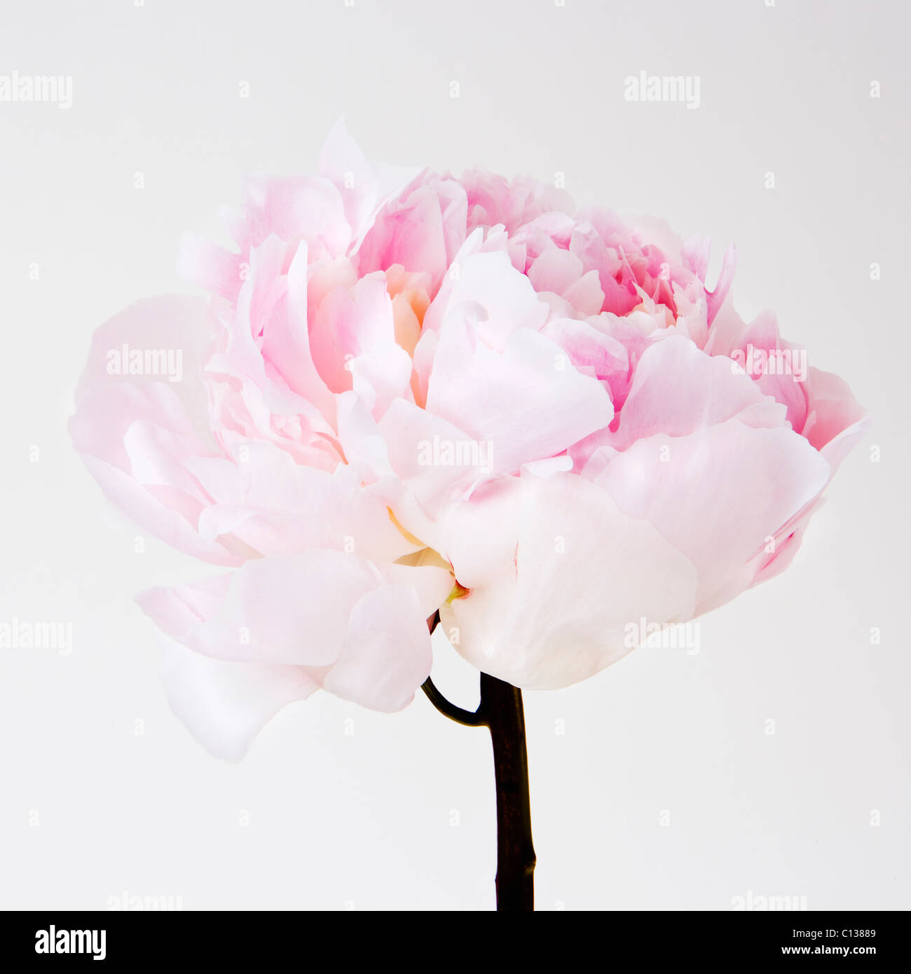 Peony flower in bloom Stock Photo - Alamy