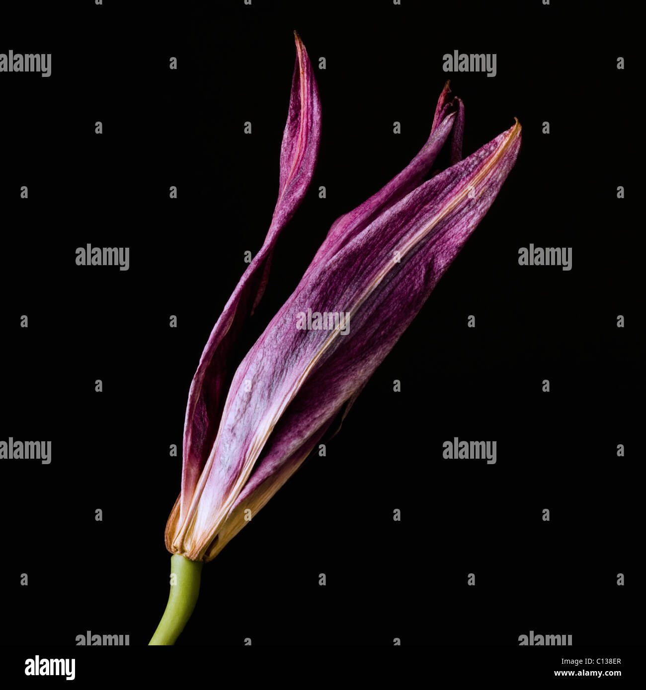 Dead purple lily Stock Photo