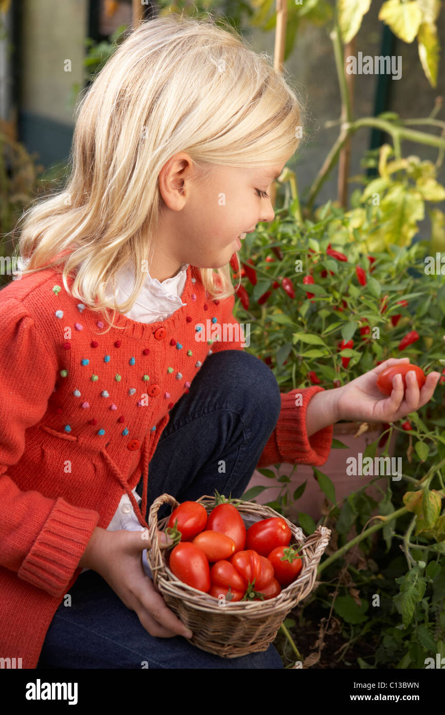 Young child harvesting tomatoes Stock Photo Alamy
