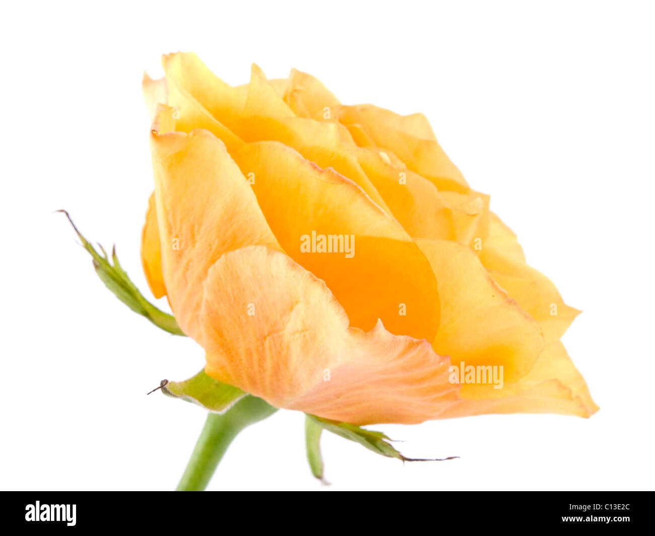 Picture of tea rose on white background Stock Photo - Alamy