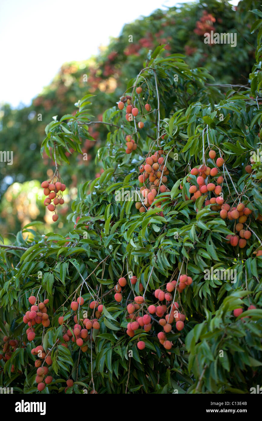 Lychee Tree in Fruit (Litchi chinensis). Here cultivated and in Madagascar. Native to China. Stock Photo