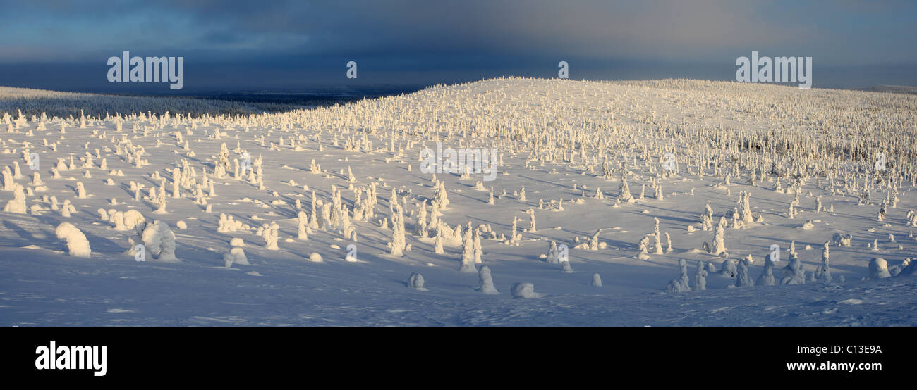 Panoramic picture of Snow covered trees in Riisitunturi National Park, Lapland, Finland Stock Photo