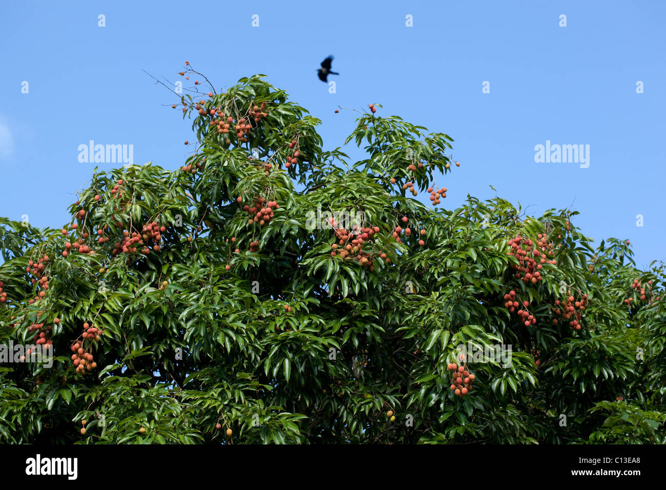 Lychee Tree in Fruit (Litchi chinensis). Here cultivated and in Madagascar. Native to China. Stock Photo