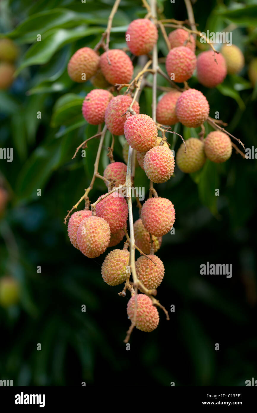 Lychee Fruits (Litchi chinensis). Trees here, cultivated and in Madagascar. Native to China. Stock Photo