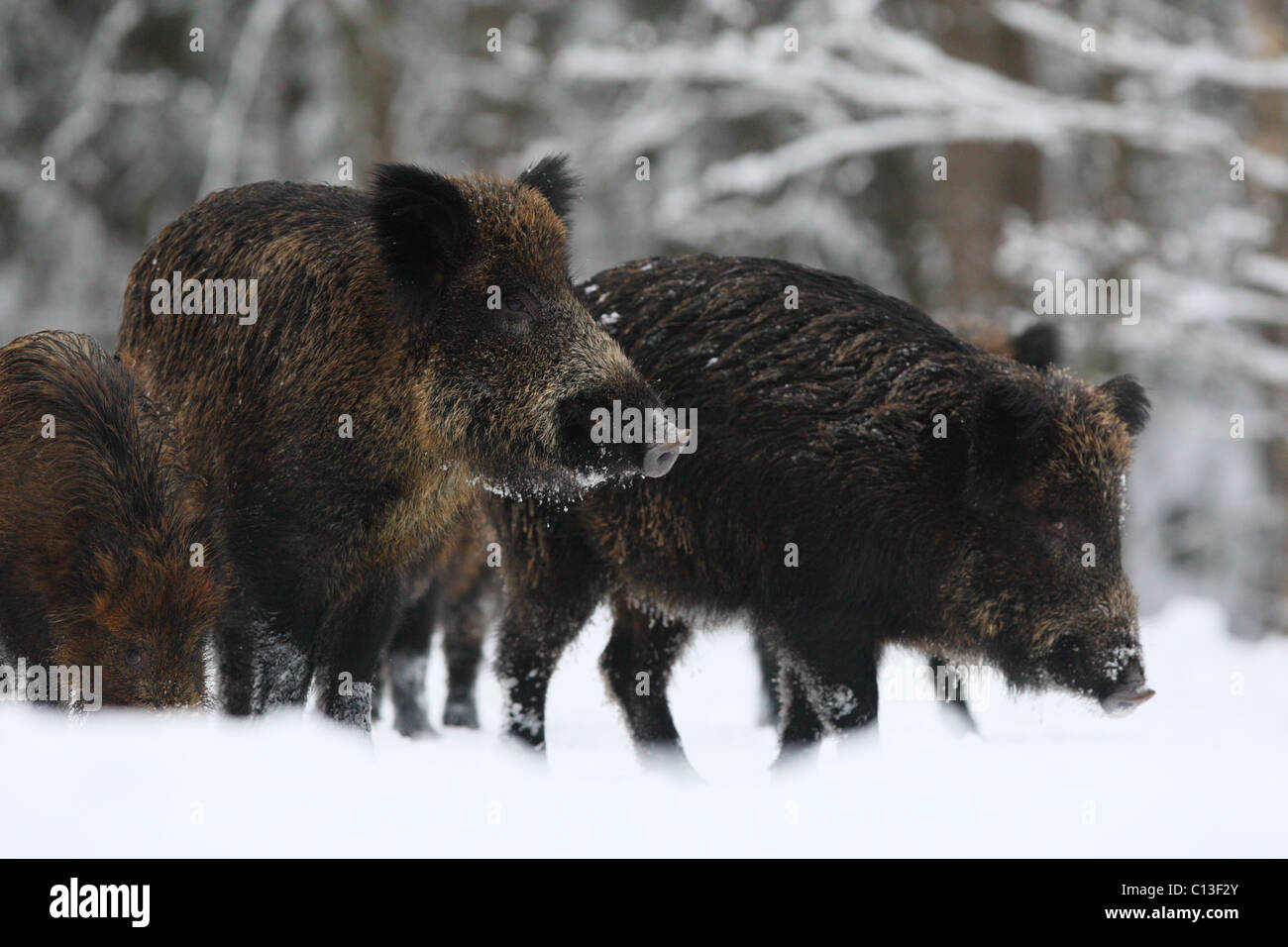 Wild boar's (Sus scrofa). Europe Stock Photo
