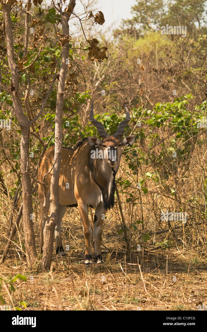 Giant eland (Taurotragus derbianus) also known as Lord Derby eland  Fathala Game Reserve Northern Senegal Stock Photo