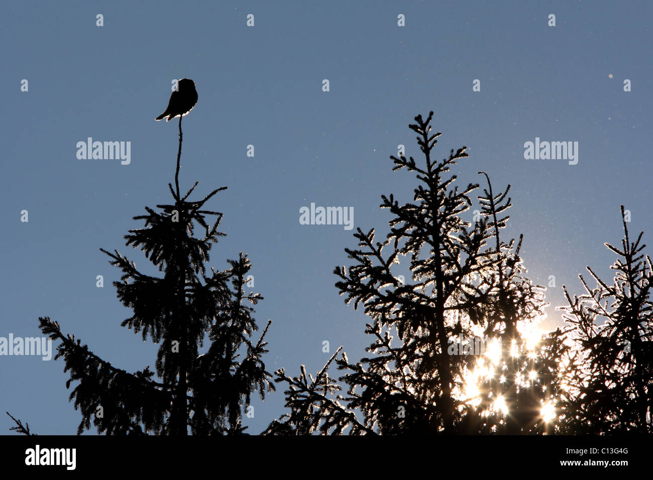 Silhouette of Wild Northern Hawk Owl (Surnia ulula) on tree top with sun shining behind the trees. Stock Photo