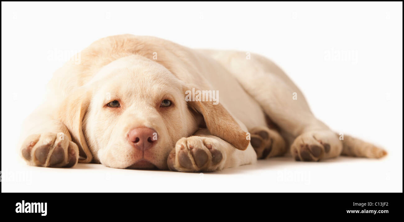 Studio portrait of Yellow Labrador Retriever Stock Photo