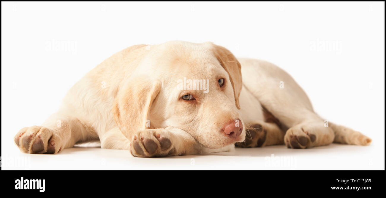 Studio portrait of Yellow Labrador Retriever Stock Photo