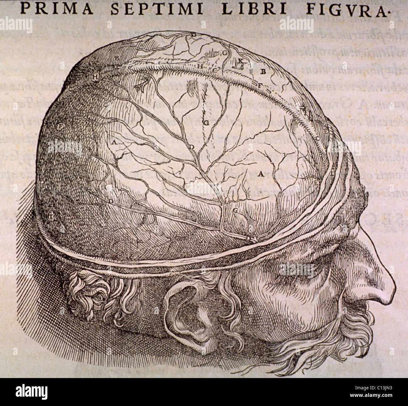 Brain Plate, showing the duramater, the outermost membrane covering the brain, from the classic anatomical treatise, DE CORPORIS HUMANI FABRICA (On the Structure of the Human Body), by Andreas Vesalius (1514-1564), in 1543. Stock Photo