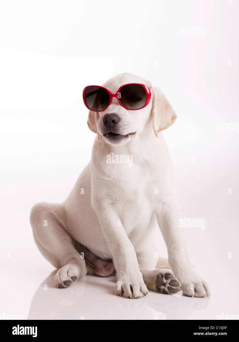 Labrador retriever puppy wearing sunglasses, isolated on white Stock