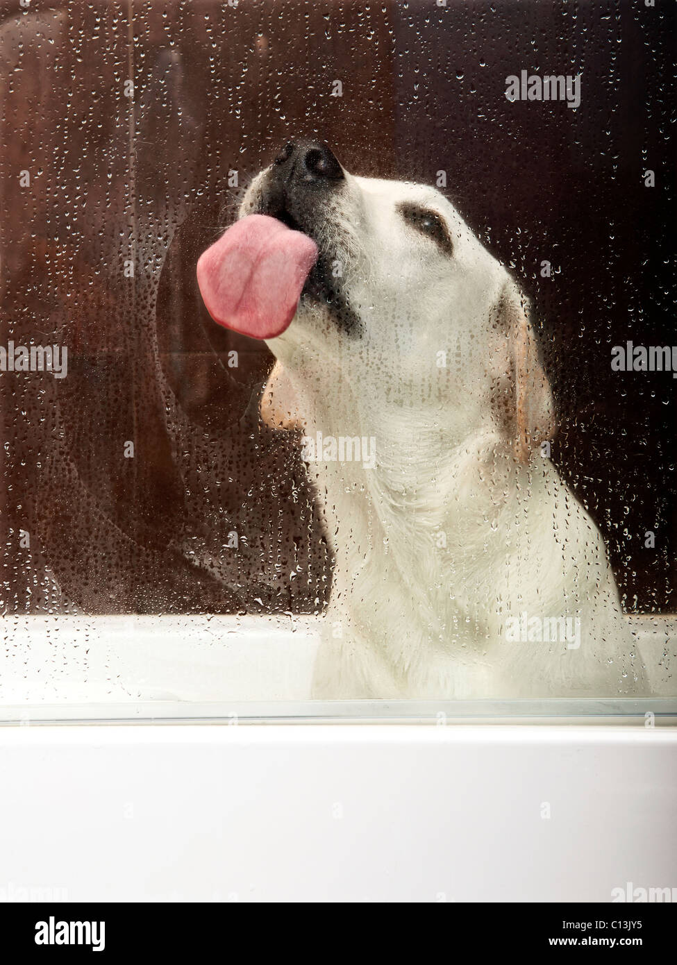 Beautiful labrador retriever inside the bathtub waiting for the bath
