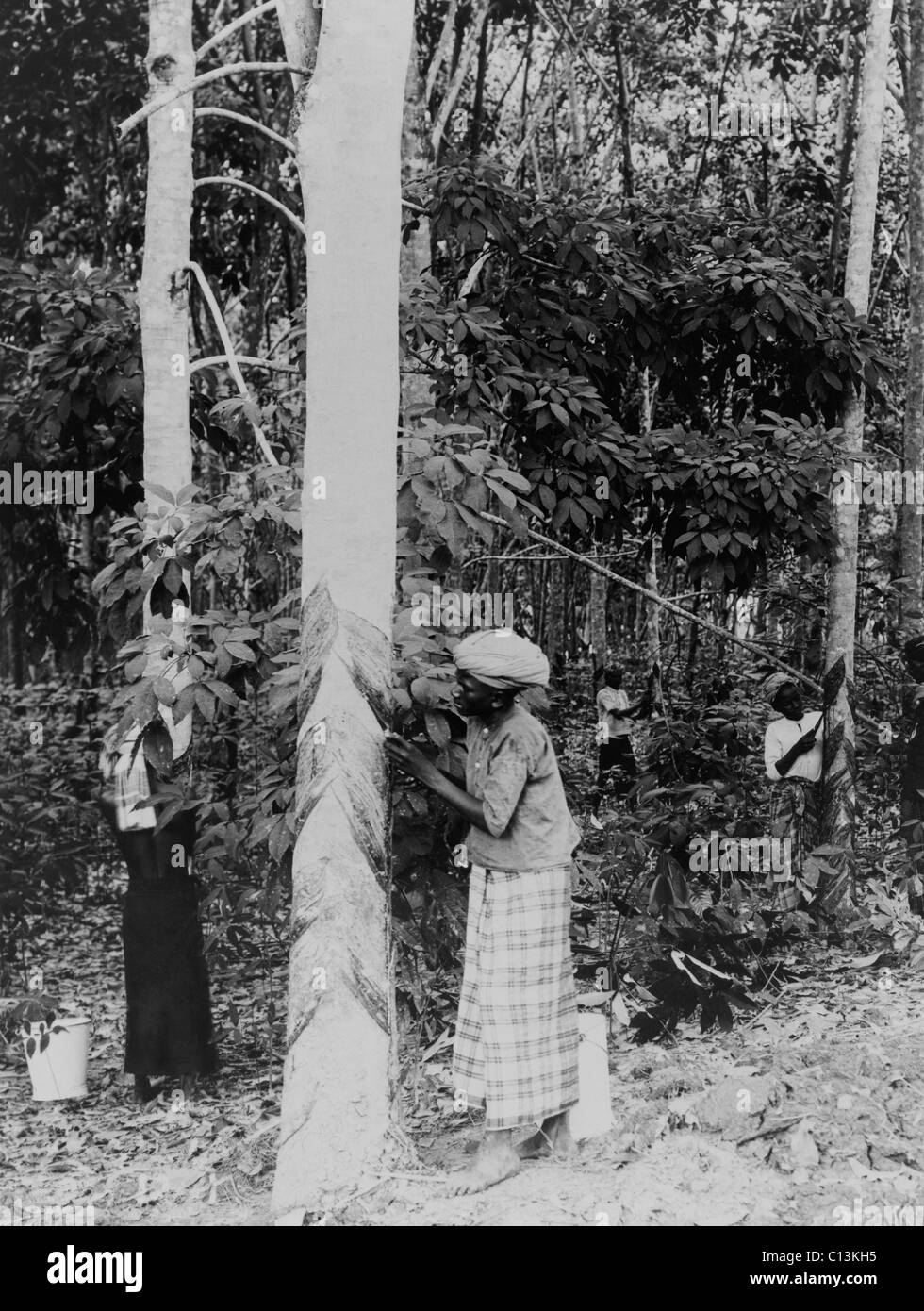 Gathering rubber sap. The rubber plants responds to cutting with a protective secretion of latex, which hardens into gum rubber. Java, Indonesia, ca. 1910. Stock Photo