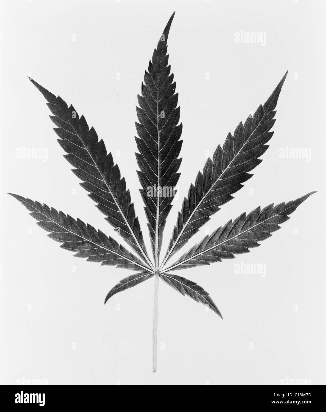 Federal Bureau of Narcotics illustration of a Marijuana leaf. Ca. 1950. Stock Photo