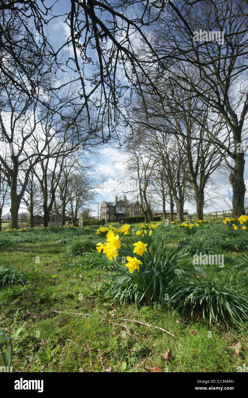 Each spring these rafts of bulbs erupt along the track to this farm in the Forest of Dean Stock Photo