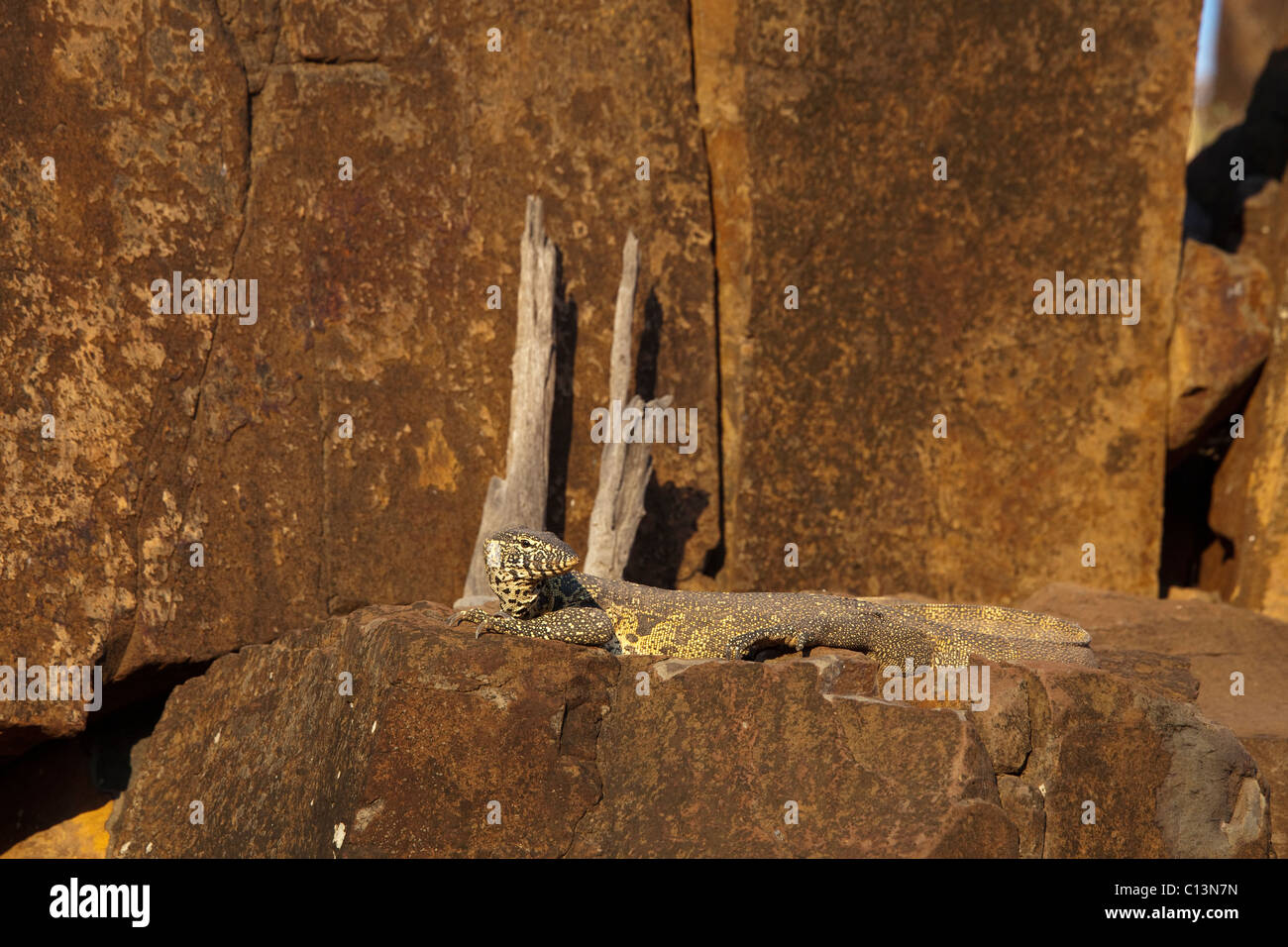 Nile Monitor (Varanus Nilotictus). Stock Photo