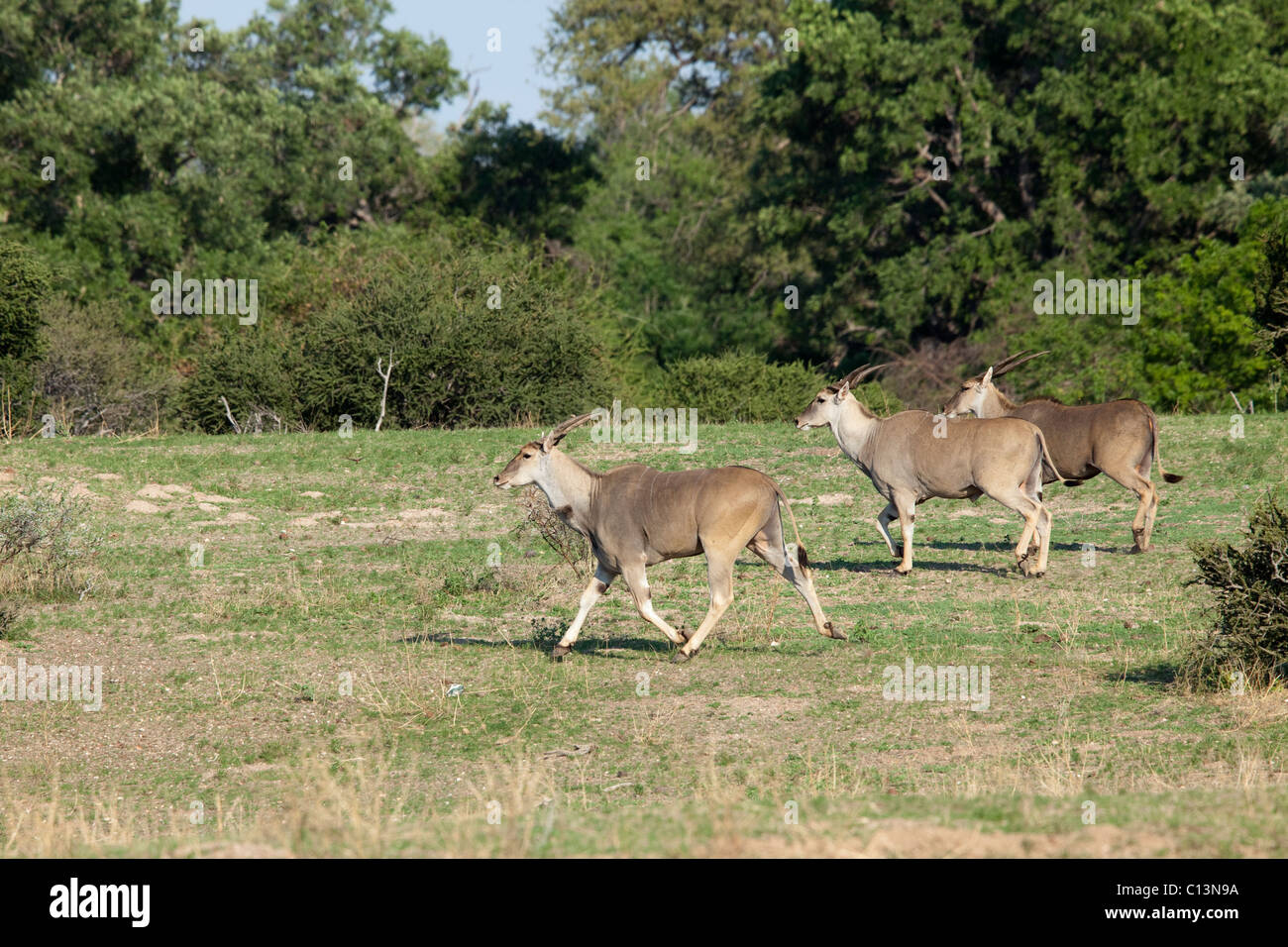 Eland herd (Taurotragus oryx). Running. Stock Photo