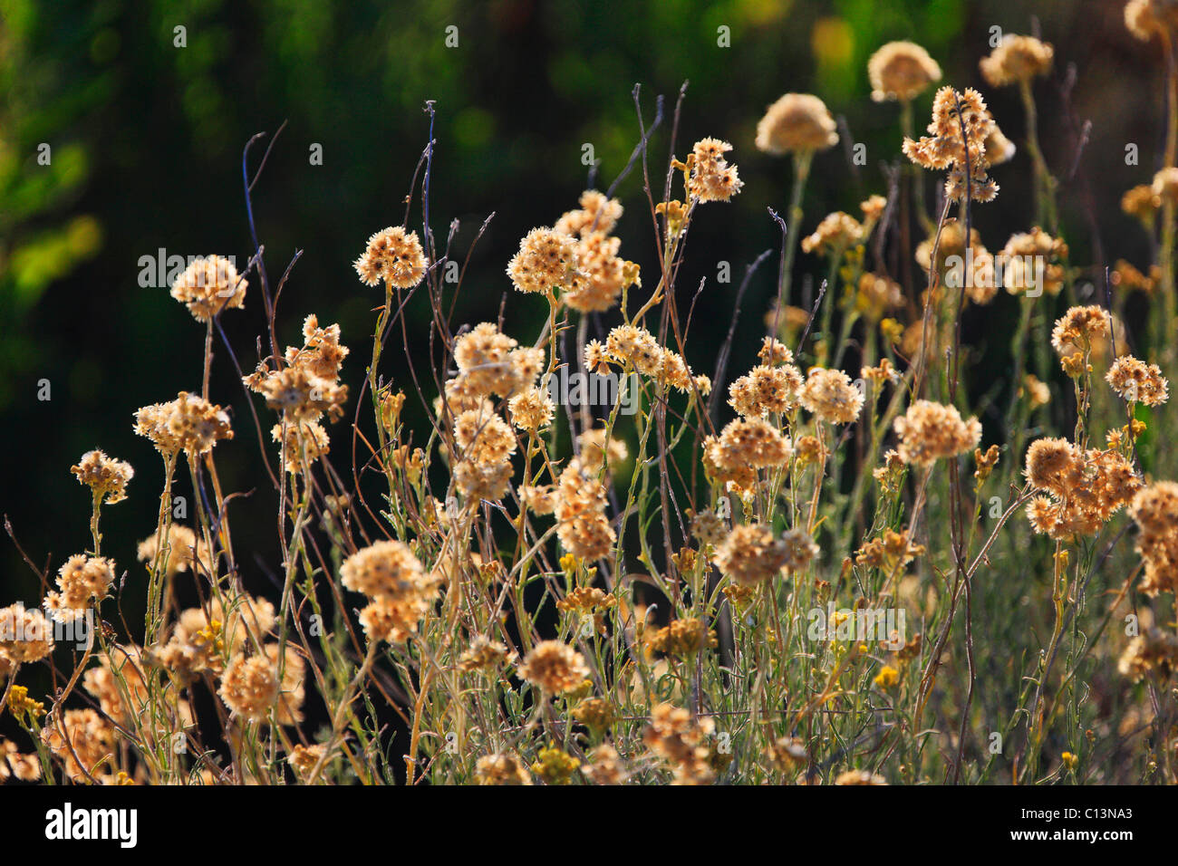 Immortelle flowers, Helichrysum, Everlasting Flower, fragrant plants Stock Photo