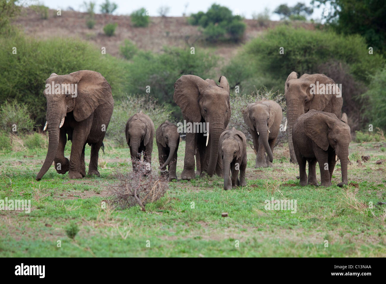 African Elephant herd (Loxodonta africana). Stock Photo