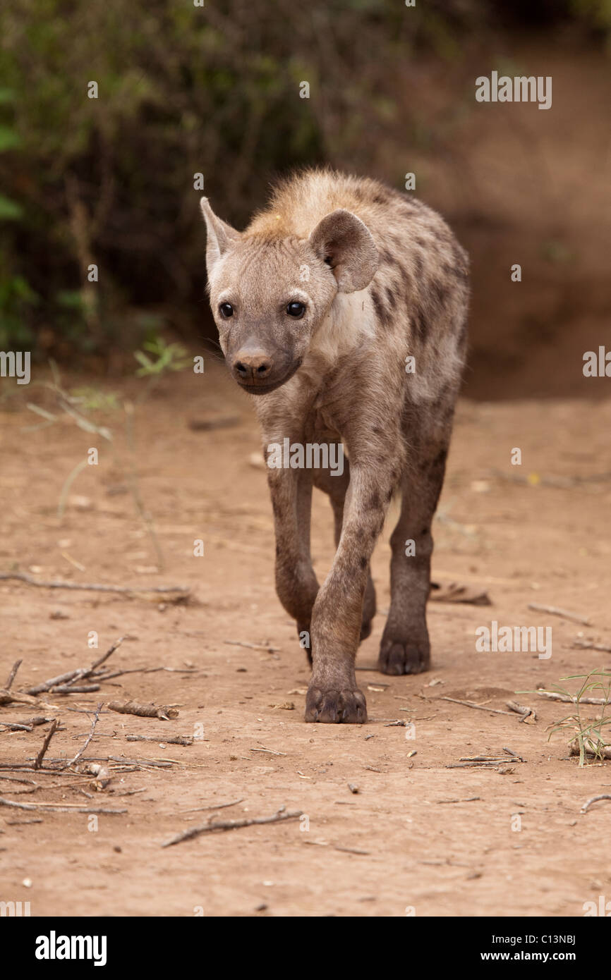Spotted Hyena (Crocuta crocuta). Stock Photo