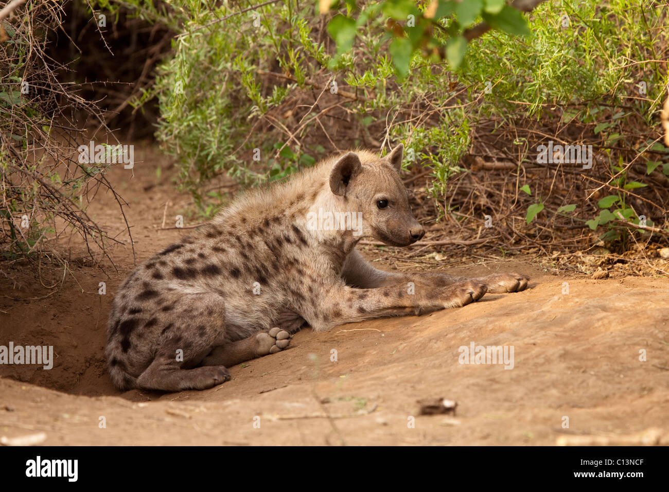 Spotted Hyena (Crocuta crocuta). Hyena adult and pup at their den. Stock Photo