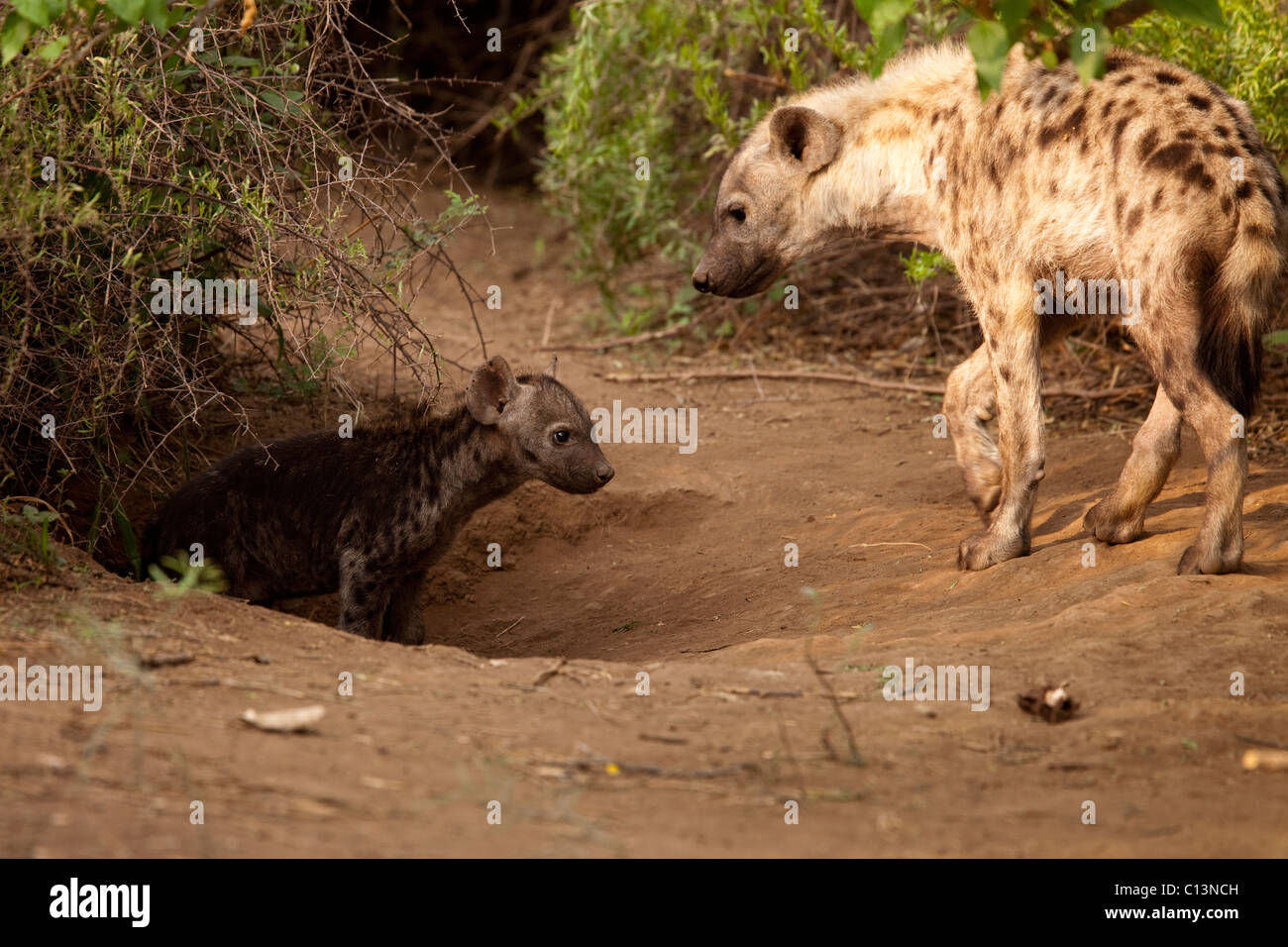 Spotted Hyena (Crocuta crocuta). Hyena adult and pup at their den. Stock Photo
