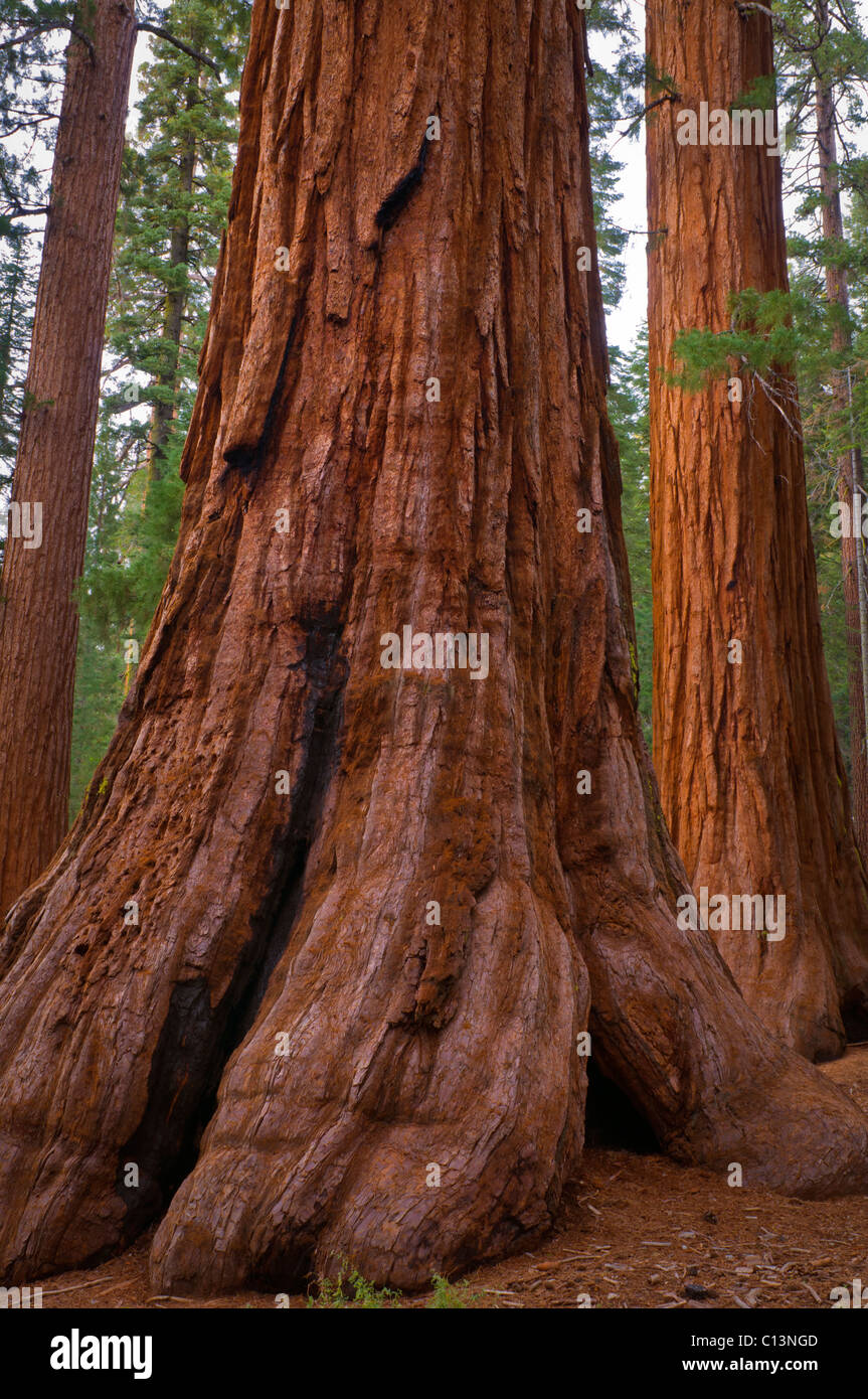 USA, California, close up of Sequoias Stock Photo