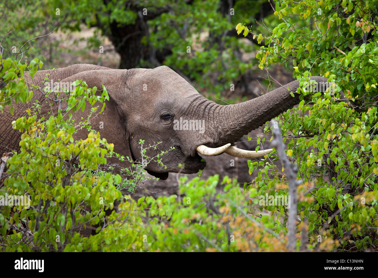 African Elephant (Loxodonta africana). Feeding on fresh Mopani leaves during spring. Stock Photo