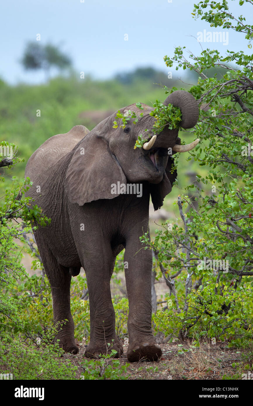 African Elephant (Loxodonta africana). Feeding on fresh Mopani leaves during spring. Stock Photo
