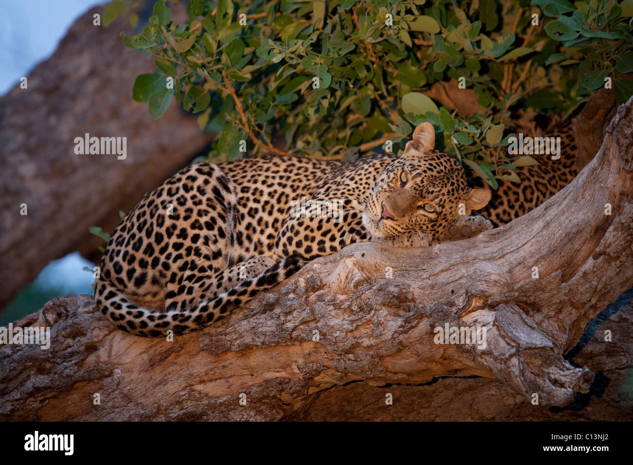 African Leopard (Panthera Pardus Pardus). Stock Photo
