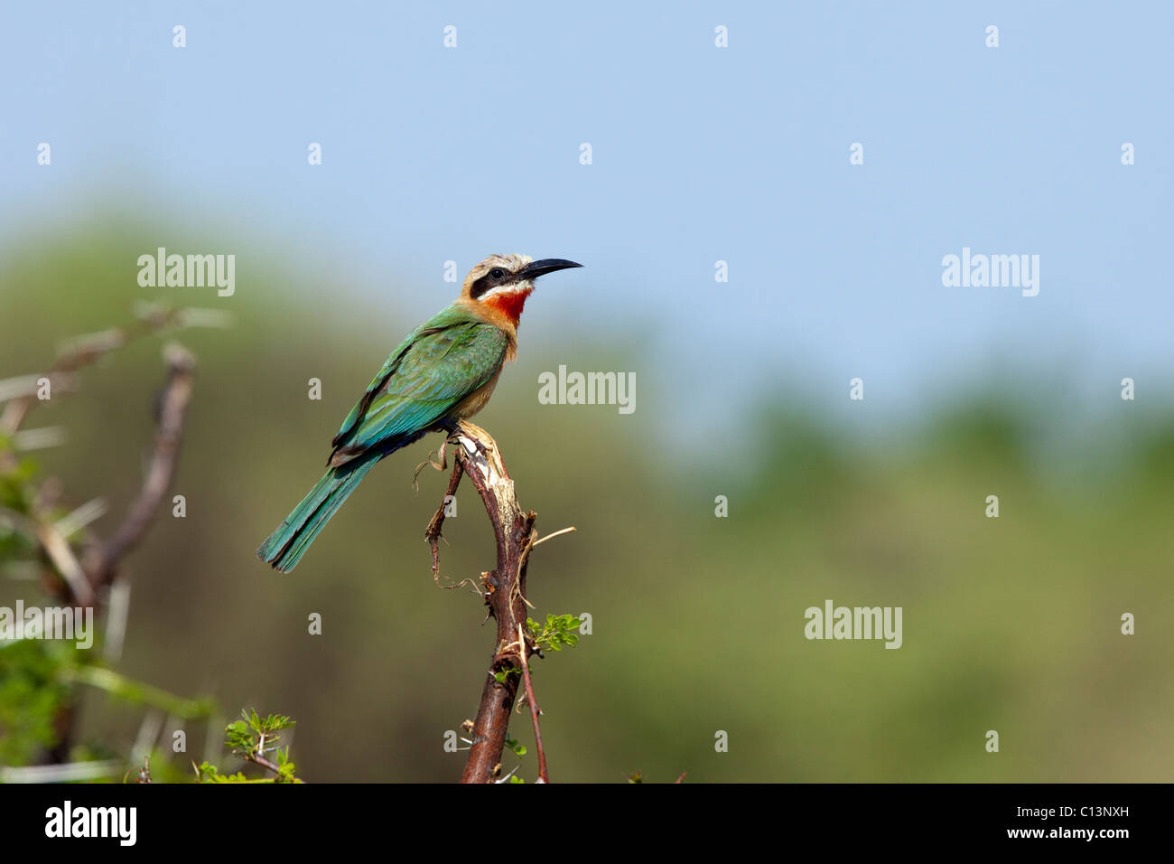 White-fronted bee-eater (Merops bullockoides). Stock Photo