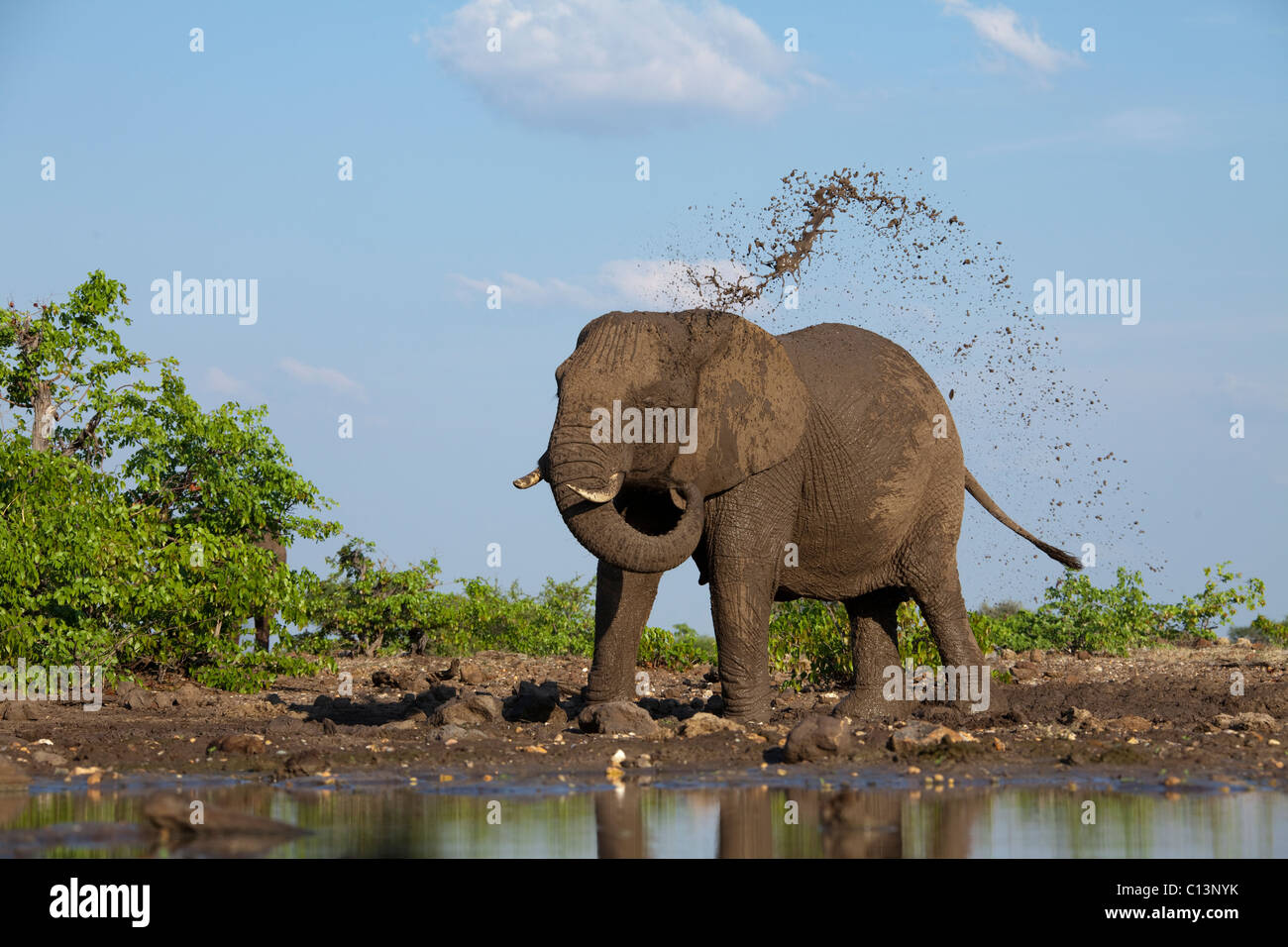 African Elephant (Loxodonta africana). Elephant waterhole mudsplash. Stock Photo