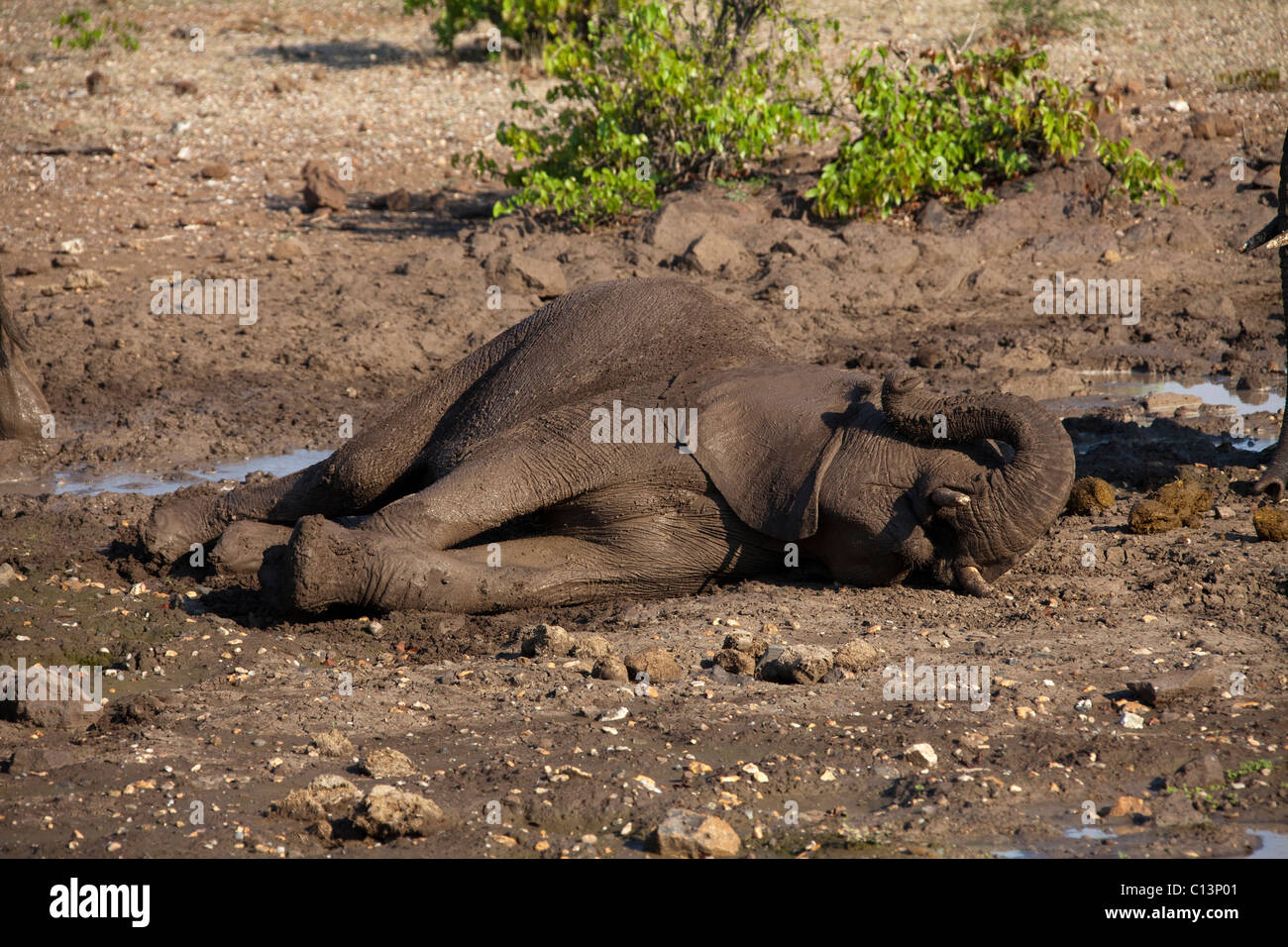 African Elephant (Loxodonta africana). Elephant lying down briefly at a waterhole and using it's trunk for rubbing it's eyes. Stock Photo