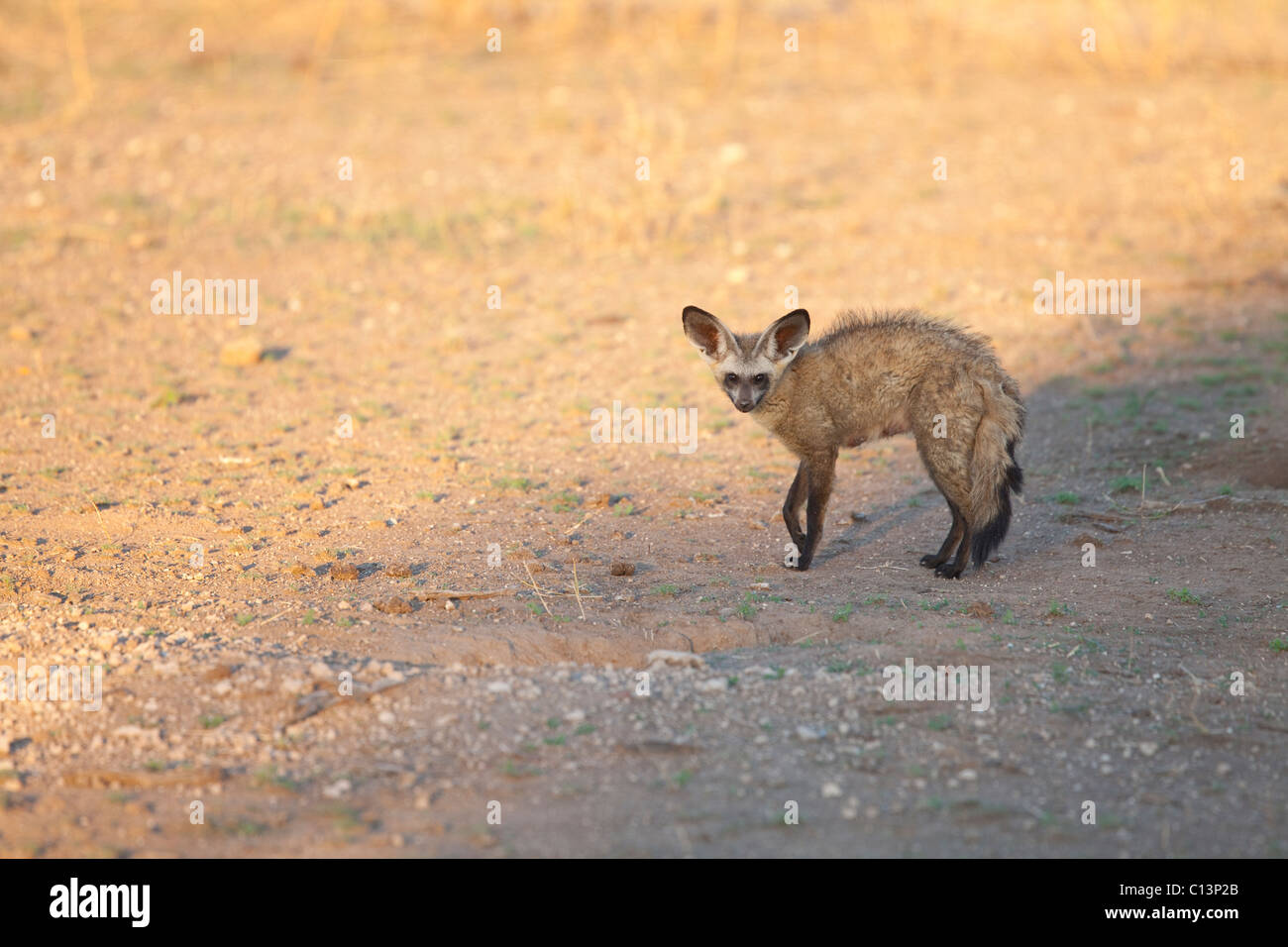 Bat-eared Fox (Otocyon Megalotis). Adult. Mashatu Game Reserve. Stock Photo