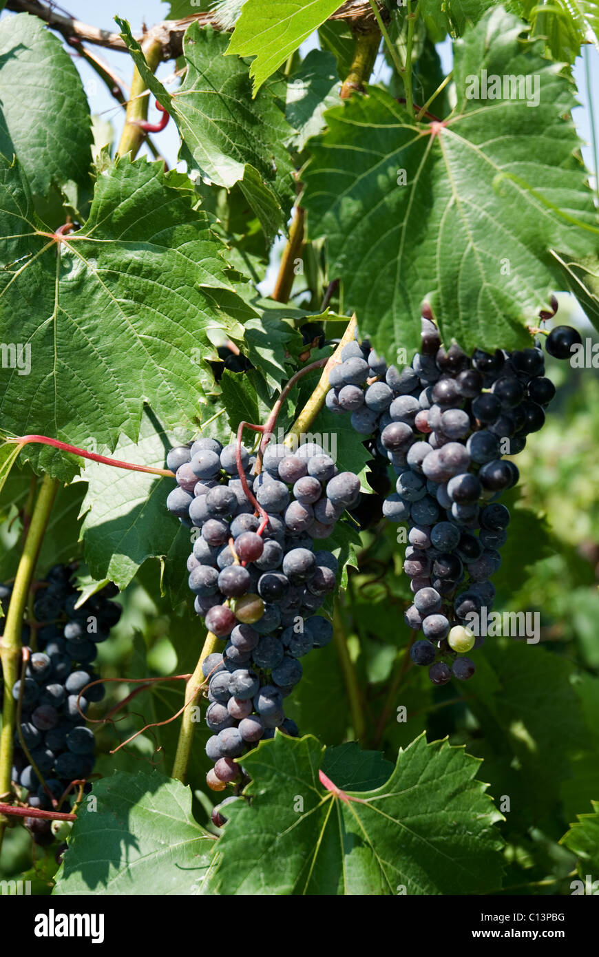 Purple Grapes on the vine Stock Photo Alamy