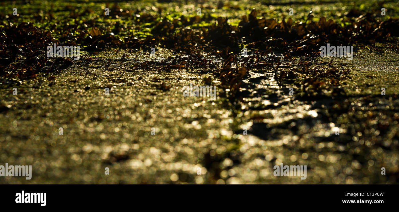 Arty / Closeup of seaweed and moss growing on paving on a storm water outfall at Ferring. 7th March 2011 Stock Photo