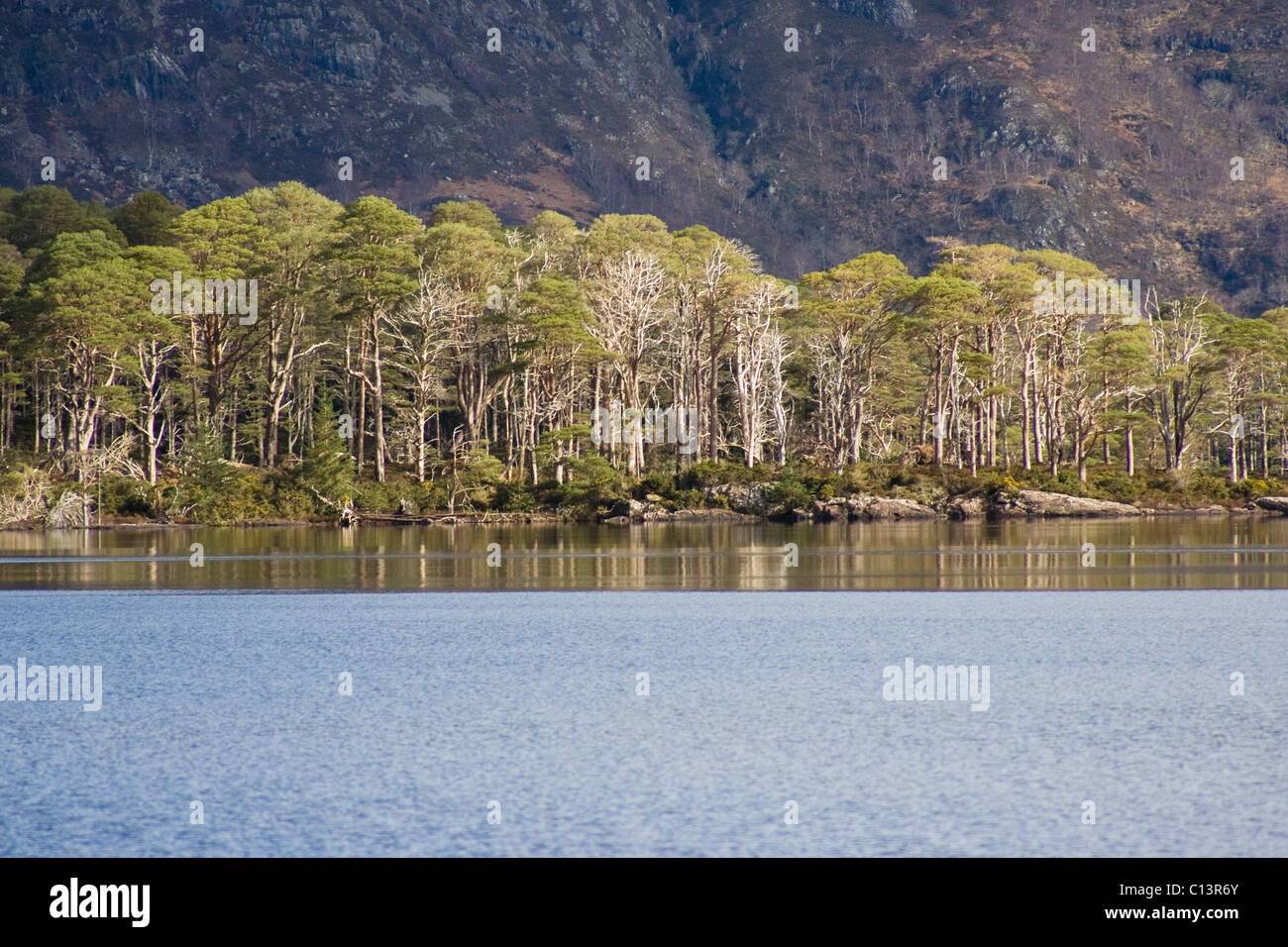 Caledonian Scots pine trees on Loch Maree Islands Stock Photo
