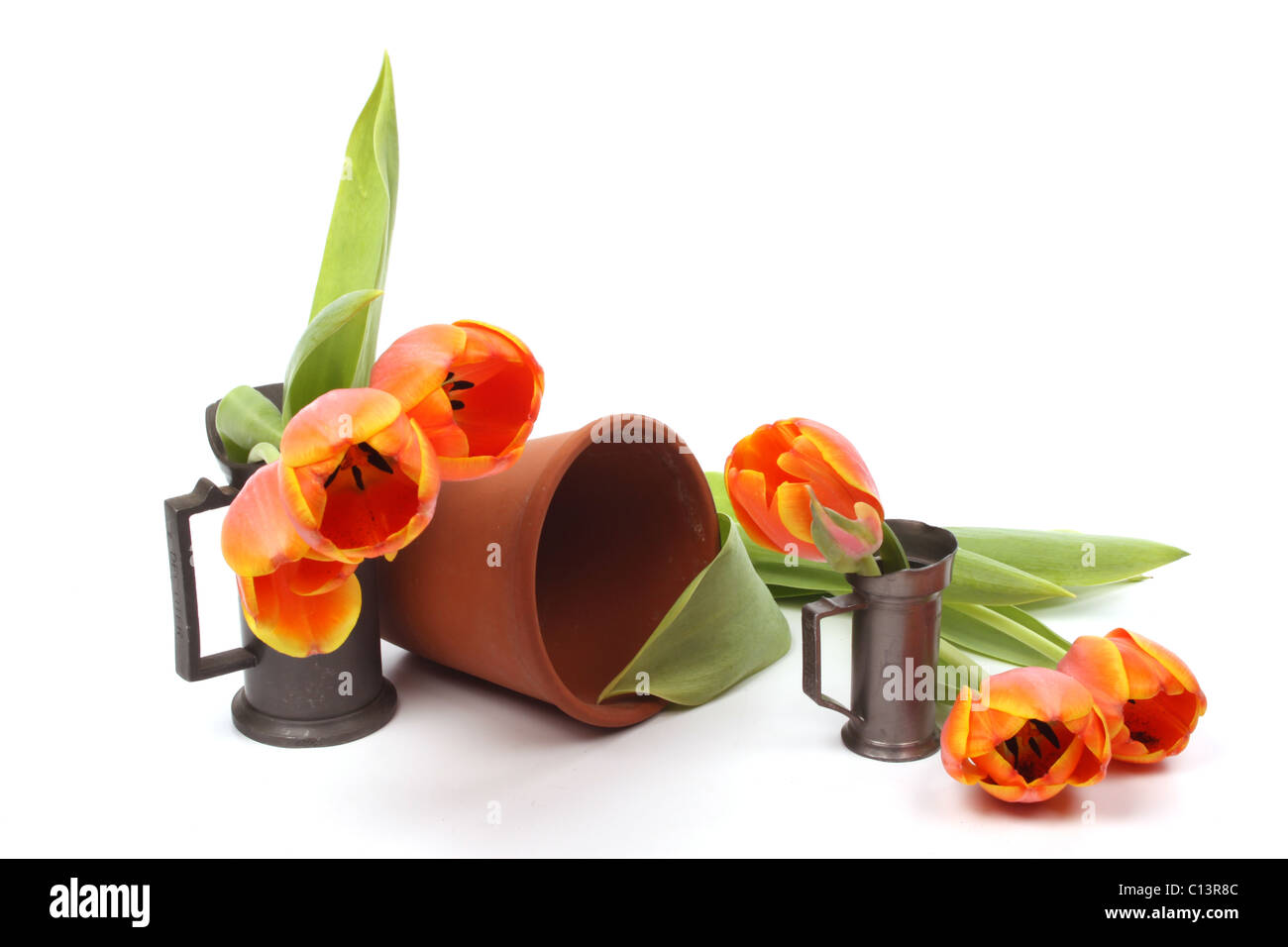 red and yellow tulips isolated against a white background Stock Photo ...