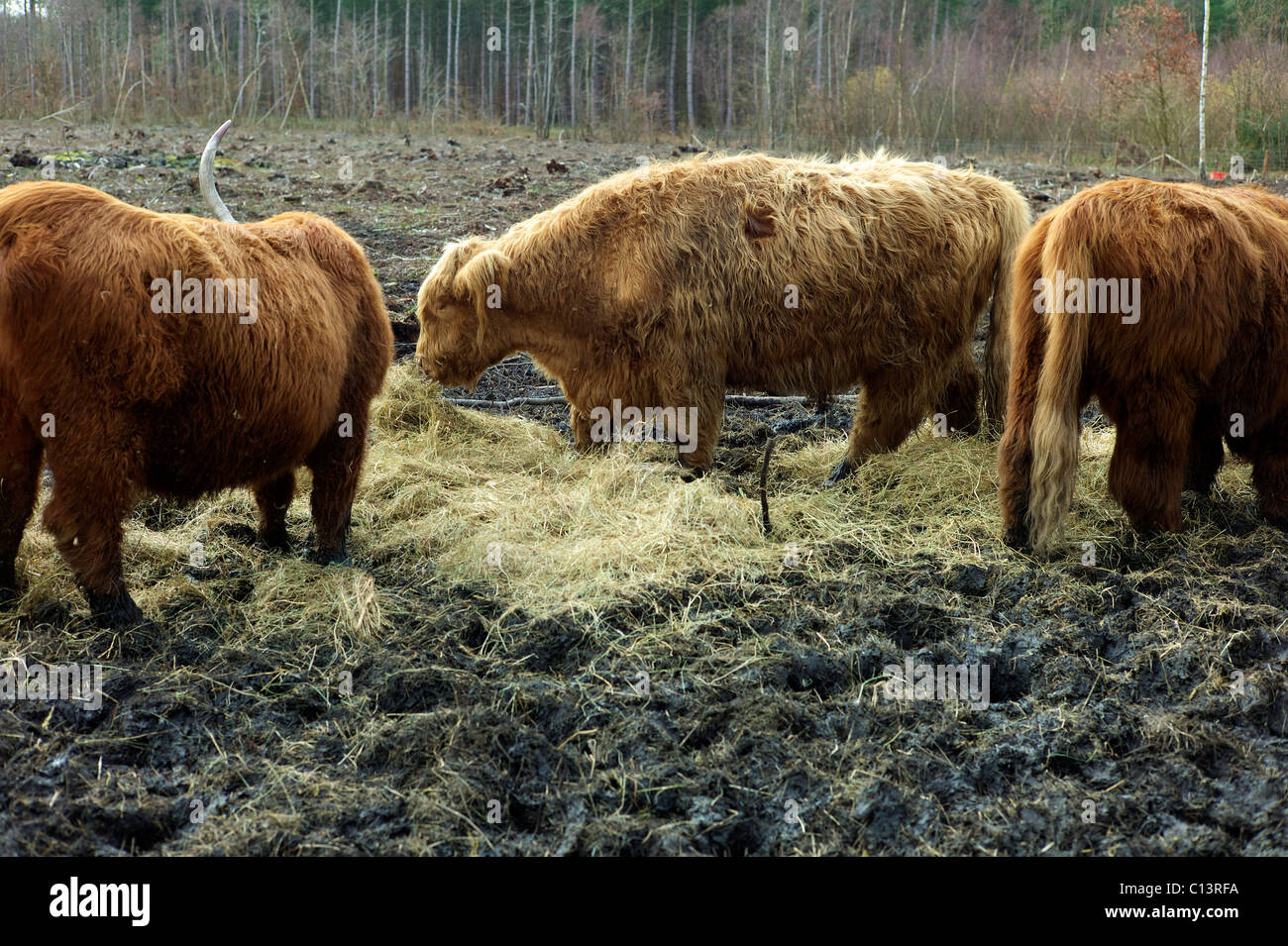 Highland cattle woodland hires stock photography and images Alamy