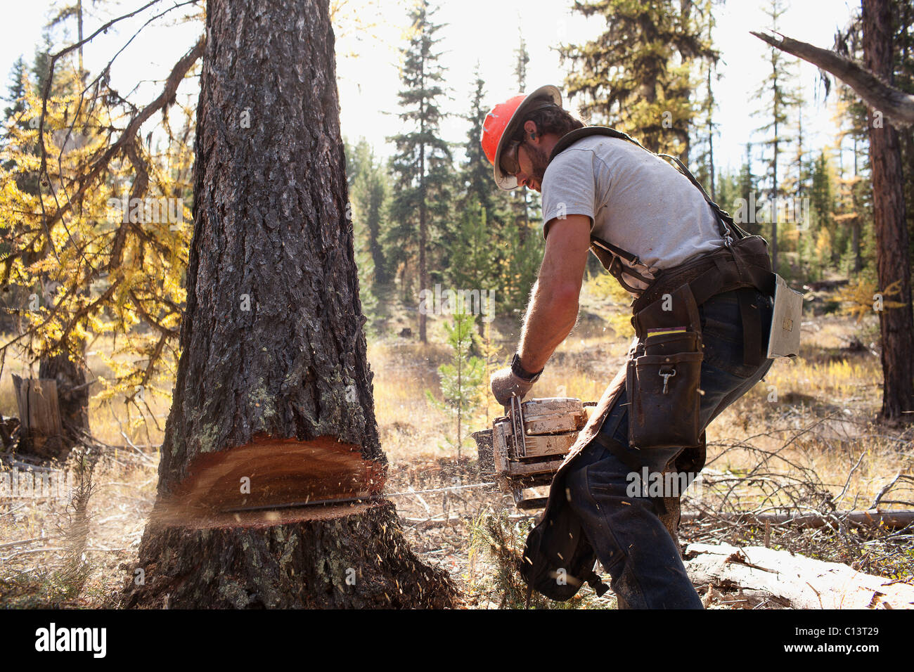 USA, Montana, Lakeside, lumberjack felling tree Stock Photo
